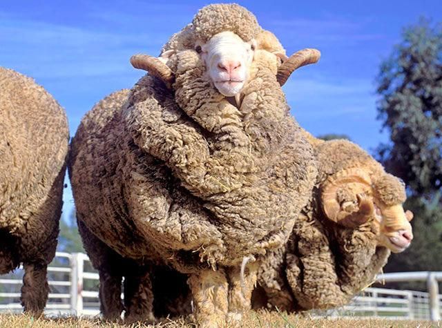 Главная — фото-517_3